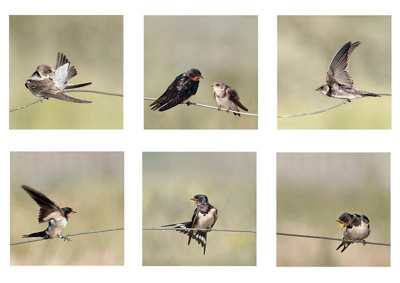 Life on the Wire.jpg